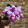 Cattleya Memorial Chuang Wen-Hsien(violacea x nobilior) .